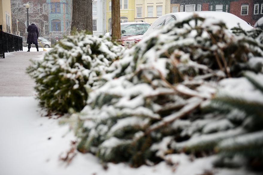 Christmas trees accumulate snow as Trena Blodgett sweeps snow off the sidewalk in front of her condo building in the Shaw neighborhood as snow accumulates in the Washington region, Washington, D.C., Tuesday, January 21, 2014. (Andrew Harnik/The Washington Times)
