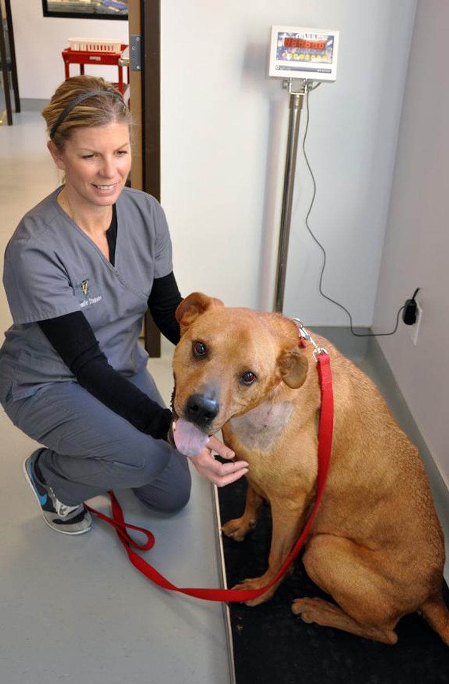 In this photo provided by the The Santa Fe Animal Shelter & Humane Society shows its medical director, veterinarian Dr. Jennifer Steketee weighting Raphael, a dog found emaciated in Oct. 2013 who has been in the care of the Santa Fe Animal Shelter, in Santa Fe, N.M. Last week a swelling appeared near Raphael's shoulder. Tissue samples were removed and sent to a laboratory for analysis, revealing the cancer. Officers said the dog, who was named Raphael by shelter employees, weighed 45 pounds when he was picked up. The dog, whose health and well-being has been closely watched by a legion of Facebook followers, now weighs close to 82 pounds. (AP Photo/The Santa Fe Animal Shelter & Humane Society)