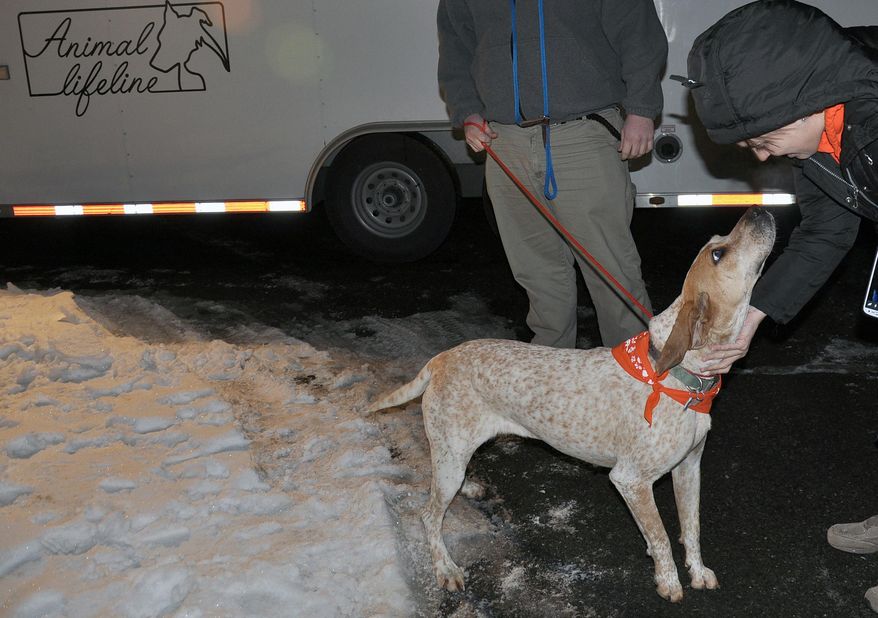 FILE - In this Dec. 18, 2014 photo provided by the American Society for the Prevention of Cruelty to Animals, ASPCA, shows a rescued dog arriving at St. Hubert’s Animal Welfare Center in Madison, N.J. Some 45 Tennessee dogs were rounded up at overcrowded shelters in Tennessee and brought to St. Hubert’s in Madison, N.J., which had enough open kennels for all the dogs, although they didn’t stay at the shelter very long before being adopted. (AP Photo/ASPCA, Anita Edson)