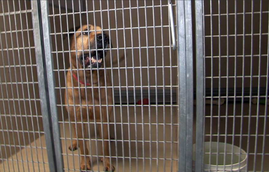 FILE - This May 9, 2013 file photo provided by the city of Henderson, Nev., shows Onion, a 120-pound mastiff-Rhodesian ridgeback mix, at the Henderson Animal Care and Control Facility. The legal battle over Onion that killed a Nevada toddler has ended with authorities turning it over to an animal rights group, officials said. Onion became the focus of a dispute after it fatally mauled 1-year-old Jeremiah Eskew-Shahan nearly two years ago. (AP Photo/City of Henderson, File)