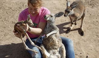 Valerie Holt examines a joey, or baby kangaroo, at the Roos-N-More Zoo in Moapa Town, Nev. Thursday, Jan. 23, 2014. Clark County code inspectors have shut down the popular animal attraction in the town 55 miles north of Las Vegas. The three-acre zoo was slapped with a cease and desist order after a Jan. 10 inspection that revealed several violations, mostly concerning the operation of a business on residential property. (AP Photo/Las Vegas Review-Journal, John Locher)