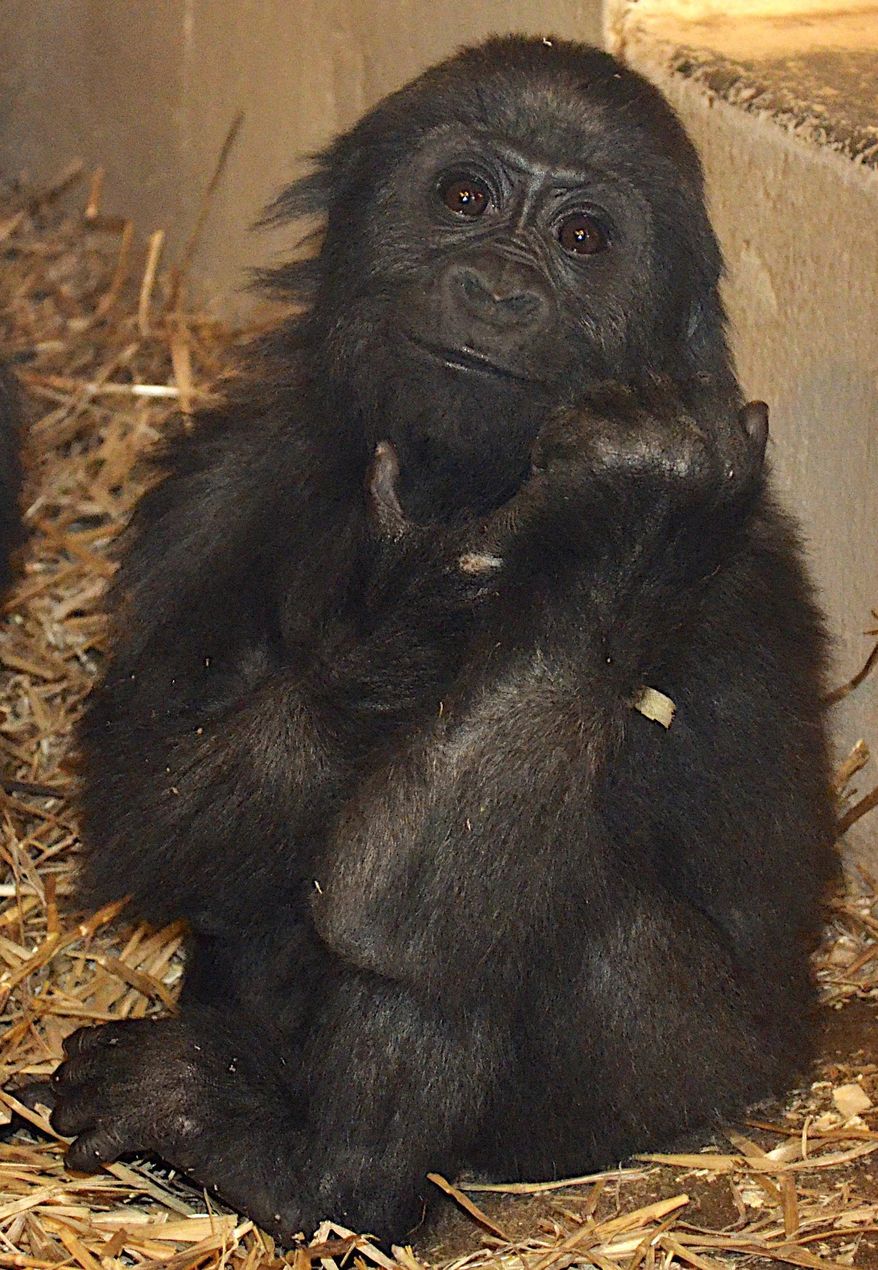 This Friday, Jan. 24, 2014 photo provided by the Cincinnati Zoo shows Gladys, a one-year-old gorilla at the zoo in Cincinnati. The baby gorilla was born Jan. 29 at a Texas zoo to a first-time mother who wouldn't care for her. Cincinnati zoo workers and volunteers acted as surrogate mothers to prepare the baby to be introduced to an adult female gorilla at the zoo who did accept her. The zoo says one-year-old Gladys is thriving. (AP Photo/Cincinnati Zoo, Michelle Curley)