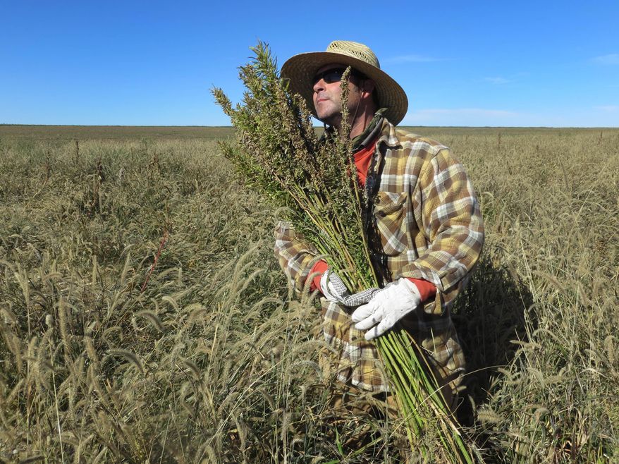 In this Oct. 5, 2013 file photo, hemp chef Derek Cross helps harvest hemp during the first known harvest of the plant in more than 60 years, in Springfield, Colo. The federal farm bill agreement reached Monday Jan. 27, 2014 reverses decades of prohibition for hemp cultivation. Instead of requiring approval from federal drug authorities to cultivate the plant, the 10 states that have authorized hemp would be allowed to grow it in pilot projects or at colleges and universities for research. (AP Photo/Kristen Wyatt, File)