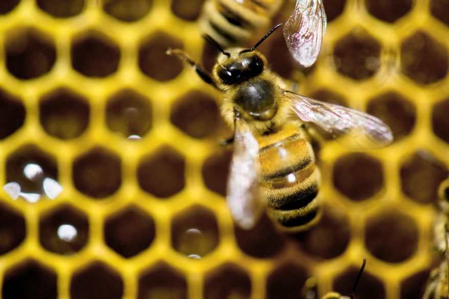 A hive of honey bees is on display at the Vermont Beekeeping Supply booth at the 82nd annual Vermont Farm Show at the Champlain Valley Expo in Essex Jct., Vt., on Tuesday, Jan. 28, 2014. (AP Photo/Andy Duback)