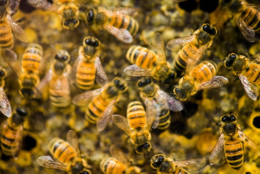 A hive of honey bees is on display at the Vermont Beekeeping Supply booth at the 82nd annual Vermont Farm Show at the Champlain Valley Expo in Essex Jct., Vt., on Tuesday, Jan. 28, 2014. (AP Photo/Andy Duback)