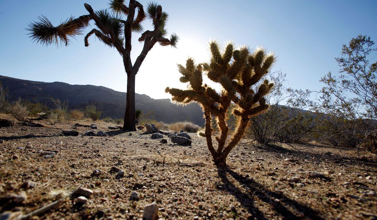 NextImg:Body found 41 years ago in Arizona desert finally identified