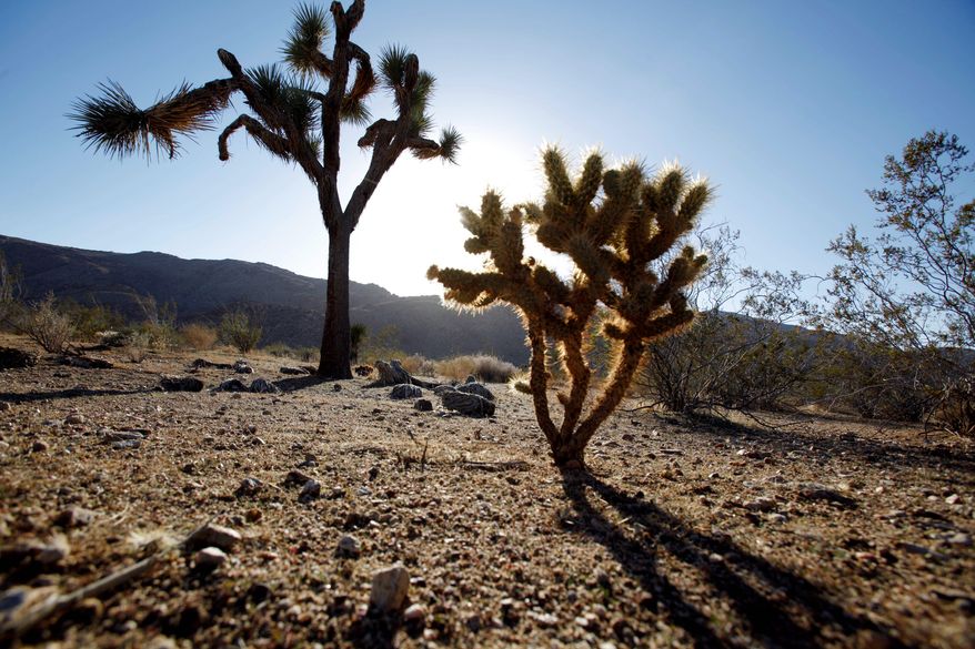 In this Nov. 8, 2010 photo, a seedling Joshua tree, right, grows in the shadow of a mature tree at a site proposed for wind turbines to generate electricity, in the Mojave Desert near the town of Apple Valley, Calif. Fears that whirling wind turbines could slaughter protected golden eagles have halted progress on a key piece of the federal government's push to increase renewable energy on public lands, stalling plans for billions of dollars in wind farm developments. (AP Photo/Reed Saxon)