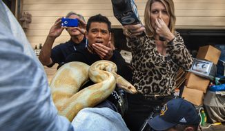 While interviewing  Sondra Berg, Santa Ana Police Animal Services supervisor, television reporters Bobby DeCastro, from FOX11, and Wendy Burch, of KTLA 5 plug their noses to avoid the stench emanating from the house with of dead and decaying snakes in Santa Ana, Calif. Berg holds an albino ball python that was one of the surviving snakes in the home.   (AP Photo/The Orange C ounty Register, Bruce Chambers)   MAGS OUT; LOS ANGELES TIMES OUT