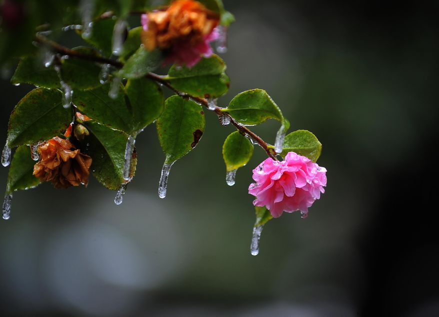 Icicles hang off a camellia bush in historic Forsyth Park after freezing rain hit the area, Wednesday, Jan. 29, 2014, in Savannah, Ga. A winter storm brought snow, ice and brutal cold to the Deep South, a part of the country more accustomed to hurricanes. (AP Photo/Stephen B. Morton)