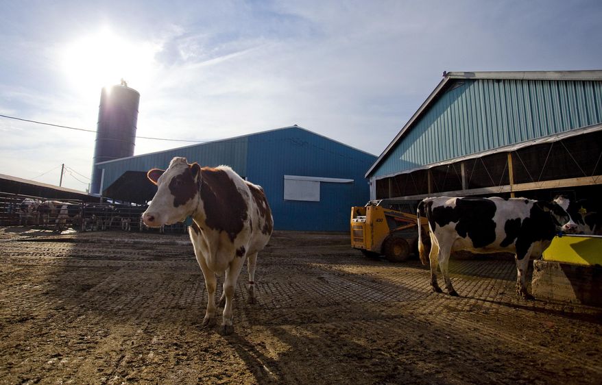 FILE - In this March 15, 2013 file photo, dairy cows stand near a barn on a farm in Billings, Mo. Farmers expressed relief this week that a long fight over federal dairy subsidies had ended with an overhaul that most thought would be fair and effective in keeping farms from going under during hard times. The House approved compromise legislation Wednesday Jan. 29, 2014, and a Senate vote is expected soon. (AP Photo/The Springfield News-Leader, Nathan Papes, File)