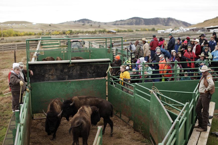 FILE - In this Sept. 27, 2013 file photo, visitors watch as buffalo are processed through health checks and branding for calves after the 48th Buffalo Roundup at Custer State Park in Custer, S.D. Visitation and camping in South Dakota's state parks reached all-time highs in 2013 for the second year in a row. The state Department of Game, Fish and Parks says the biggest draws were Custer State Park in the Black Hills and Lewis and Clark Recreation Area near Yankton. The two parks also set their own records for number of visitors, at 1.9 and 1.2 million, respectively. (AP Photo/Rapid City Journal, Benjamin Brayfield, File)