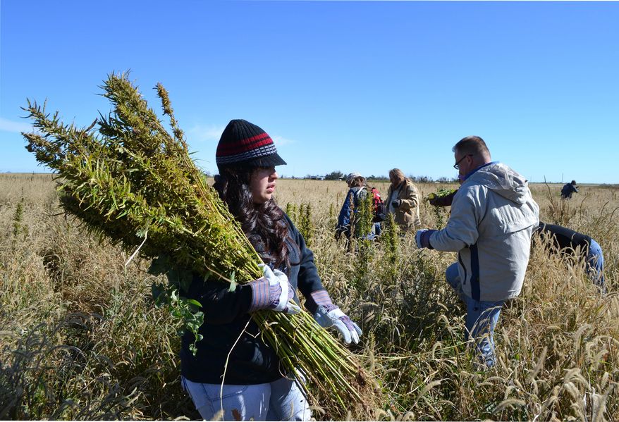 In this Oct. 5, 2013 file photo, volunteers harvest hemp during the first known harvest of the plant in more than 60 years, in Springfield, Colo. The federal farm bill agreement reached Monday Jan. 27, 2014 reverses decades of prohibition for hemp cultivation. Instead of requiring approval from federal drug authorities to cultivate the plant, the 10 states that have authorized hemp would be allowed to grow it in pilot projects or at colleges and universities for research. (AP Photo/P. Solomon Banda, File)