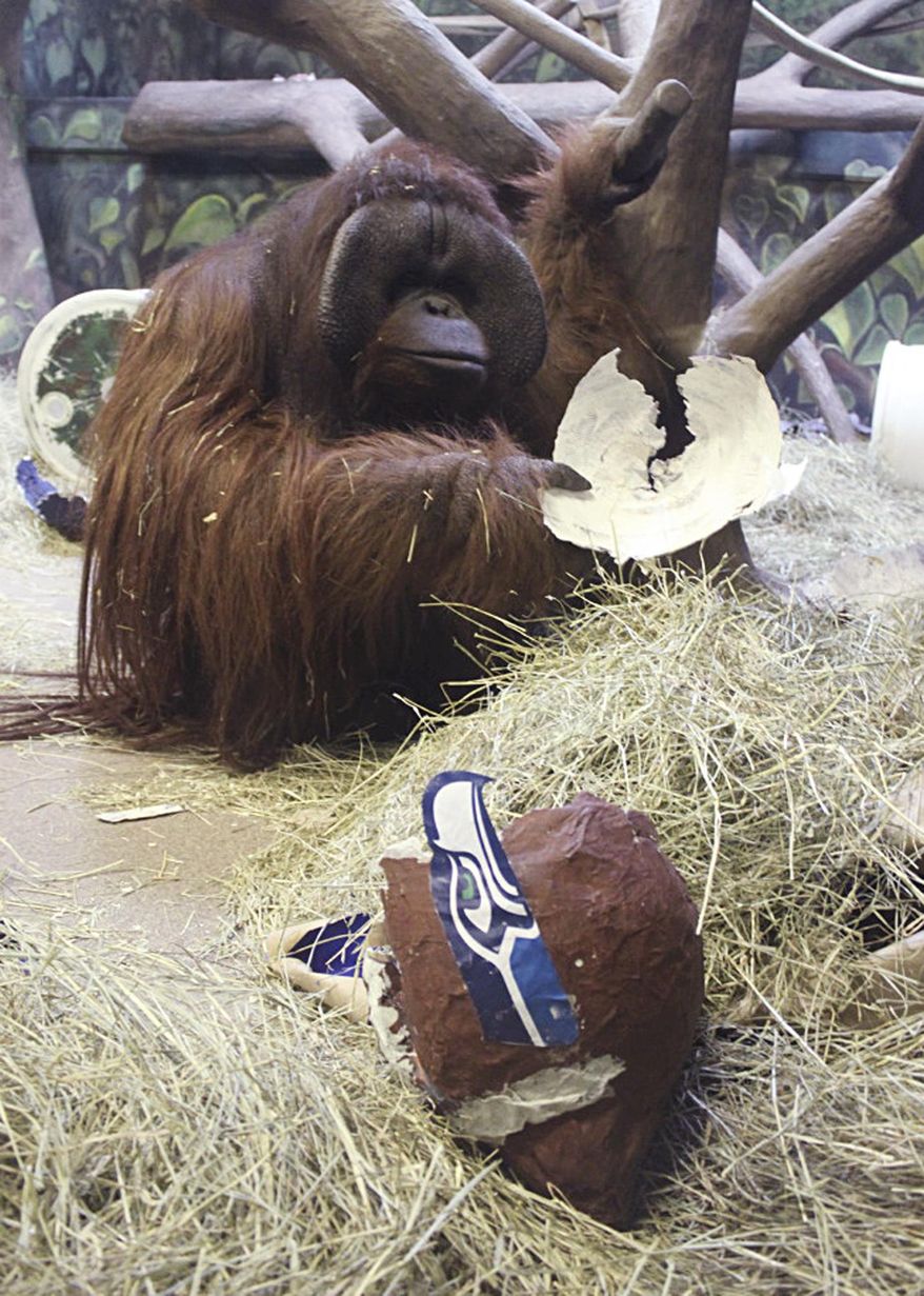 This image provided by the Hogle Zoo shows Eli the ape with a paper mache Seattle Seahawks helmet she chose over a Denver Broncos helmet, predicting the winner of this Sunday's Super Bowl at the Hogle Zoo in Salt Lake City, Thursday, Jan. 30, 2014. Eli has correctly picked the Super Bowl winner for six straight years. (AP Photo/Hogle Zoo)