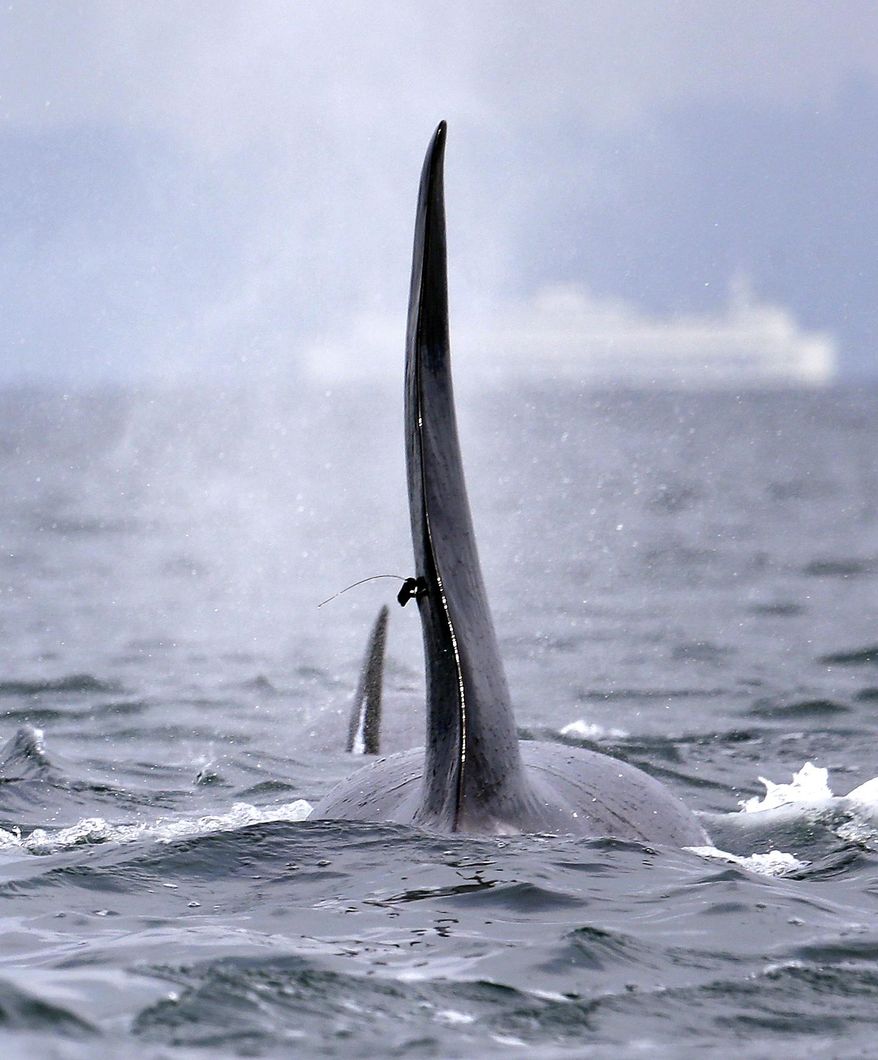 In this photo taken Jan. 18, 2014, a satellite-linked transmitter is visible on the dorsal fin of L87, an orca from the southern resident group of killer whales, while swimming in Puget Sound west of Seattle. Federal researchers say the satellite-linked tag offered new details on the movements of the endangered orca whale before it stopped transmitting data earlier this week. National Oceanic and Atmospheric Administration data shows the orca spent the past several weeks cruising throughout the Salish Sea and out to the Washington coast. (AP Photo)