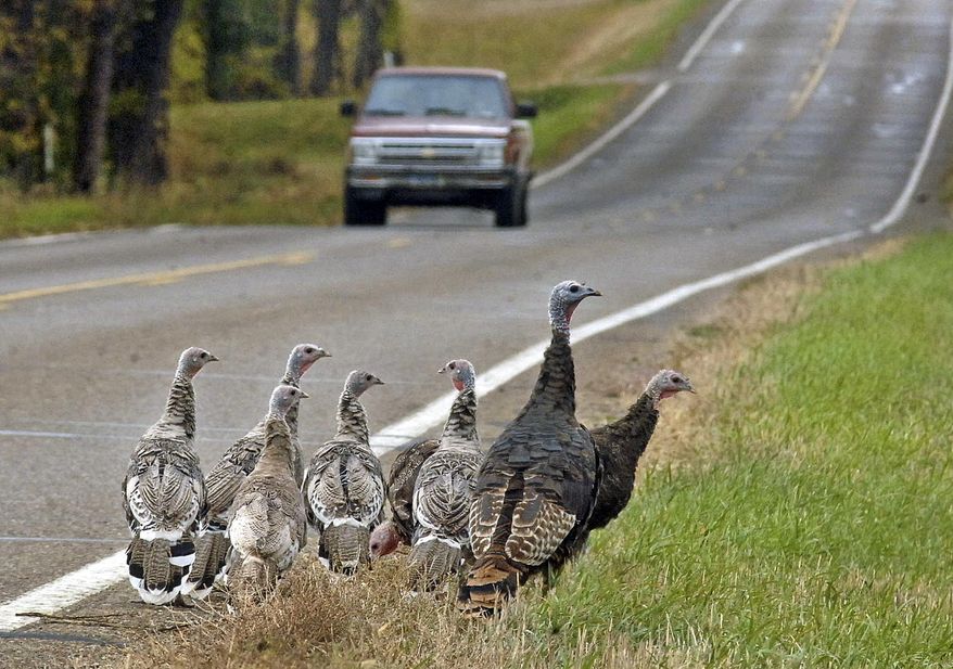 FILE - IN thbis Oct. 11, 2007 file photo, a family of wild turkeys search for food along a road in Bismarck, N.D. North Dakota's Game and Fish Department is offering 5,880 wild turkey licenses for the 2014 spring hunting season, a decrease of 50 from last year. The season opens April 12 and continues through May 18. (AP Photo/The Bismarck Tribune, Tom Stromme, File)