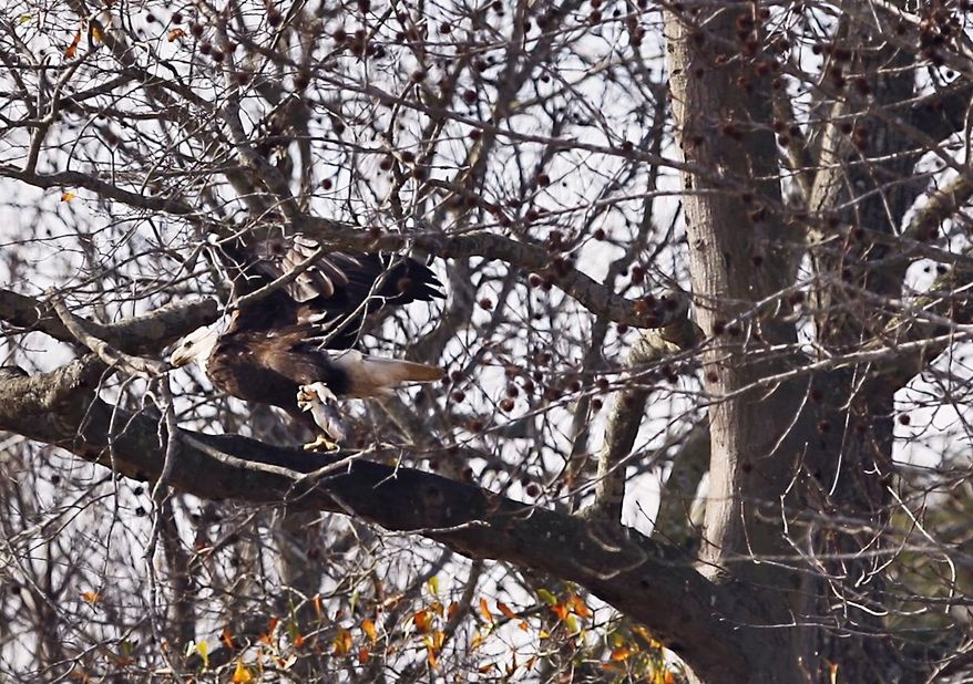 FOR RELEASE SUNDAY, FEB. 2, 2014, AT 12:01 A.M. EST - In this photo from Dec. 27, 2013, bald eagle prepares to leave a tree with a catfish in its talons at the Carolina Classics Natural Catfish farm in Ayden, N.C. (AP Photo/The Daily Reflector, Aileen Devlin)