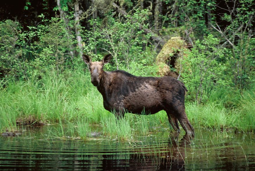 FILE - In an undated file photo, a moose wades in a small pond in Superior National Forest near the Boundary Waters Canoe Area, Minn. Researchers plan to collar 56 adult moose in northeastern Minnesota starting during February, 2014 in the second year of a high-tech study aimed at getting a better understanding of why the iconic species is disappearing from the state. (AP Photo/Jim Mone, File)