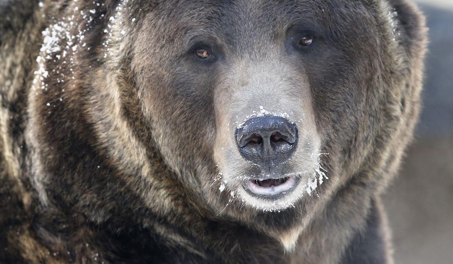 File-This Dec. 5, 2014 file photo shows a grizzly bear roams his pen, at Denver Zoo. In forty years, the U.S. government has spent billions of dollars trying to save some 1,500 species deemed endangered. House Republicans say that's translated into just 2 percent of protected species being recovered, and they want to overhaul the Endangered Species Act. Environmentalists and many Democrats credit the act with saving species from extinction. (AP Photo/Brennan Linsley,File)