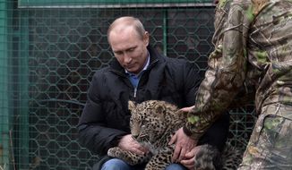 Russian President Vladimir Putin pets a snow leopard cub at the snow leopard sanctuary in the Russian Black Sea resort of Sochi, Tuesday, Feb. 4, 2014. Putin checked in Tuesday at a preserve for endangered snow leopards and visited a group of cubs born last summer in the mountains above the growing torrent of activity in Sochi for the Winter Games. (AP Photo/RIA-Novosti, Alexei Nikolsky, Presidential Press Service)