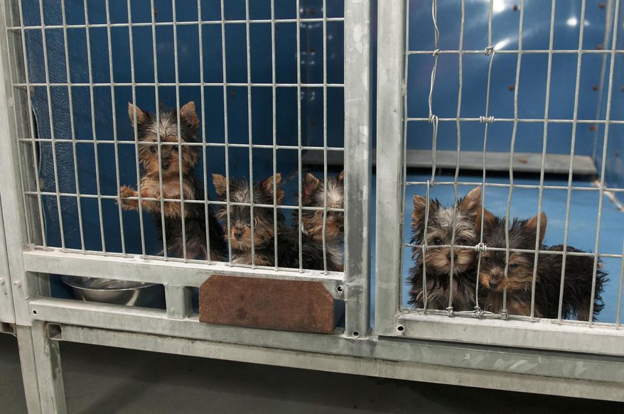 In this Monday, Feb. 3, 2014 photo, rescued Yorkshire terrier puppies peer out from their enclosure at Lied Animal Shelter in Las Vegas where 27 puppies were taken after a fire at Gloria Lee's Prince and Princess Pet Boutique. Lee, 35, is facing charges of arson following the fire. All the puppies were rescued from the fire. (AP Photo/Las Vegas Review-Journal, Erik Verduzco) LOCAL TV OUT; LOCAL INTERNET OUT; LAS VEGAS SUN OUT