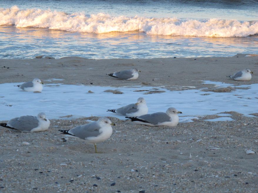 This Jan. 30, 2014 photo shows seagulls at the ocean's edge in Belmar, N.J. Nine New Jersey environmental groups are asking the state to do more to lessen the amount of pollutants that enter the state's waterways due to storm runoff. (AP Photo/Wayne Parry)