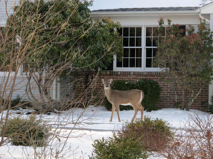In this Friday, Jan. 31, 2014 photo, a deer walks across the front lawn of a home in Southold, N.Y. Officials on eastern Long Island are considering ways to stem the growing population of white-tailed deer. Southold town officials are proceeding with a planned cull of up to 1,000 deer, although several other eastern Long Island towns have opted against the cull. (AP Photo/Frank Eltman)