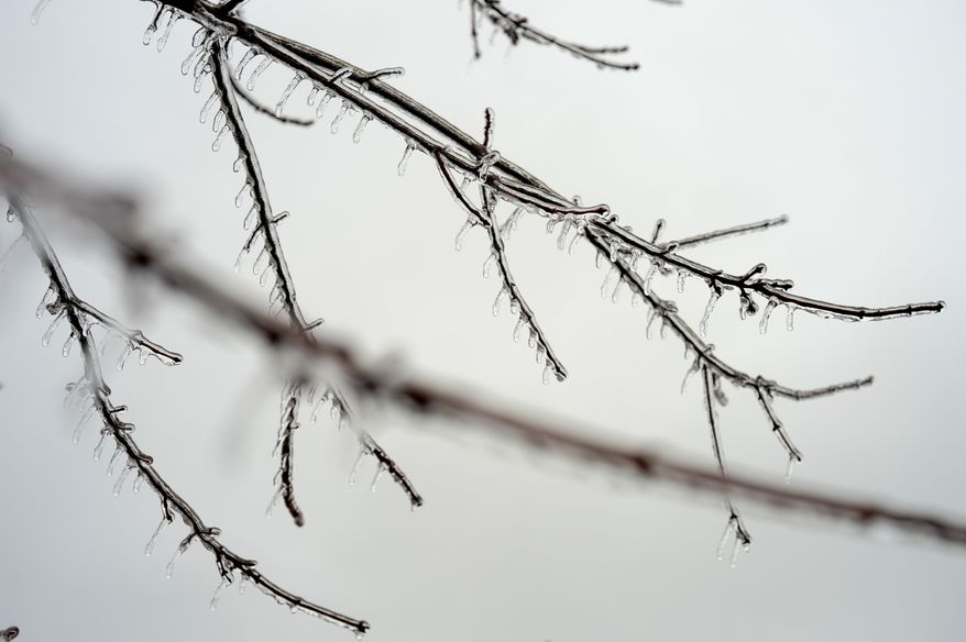 Ice forms on tree branches and grass as freezing rain falls, Dayton, Md., Wednesday, February 5, 2014. (Andrew Harnik/The Washington Times)