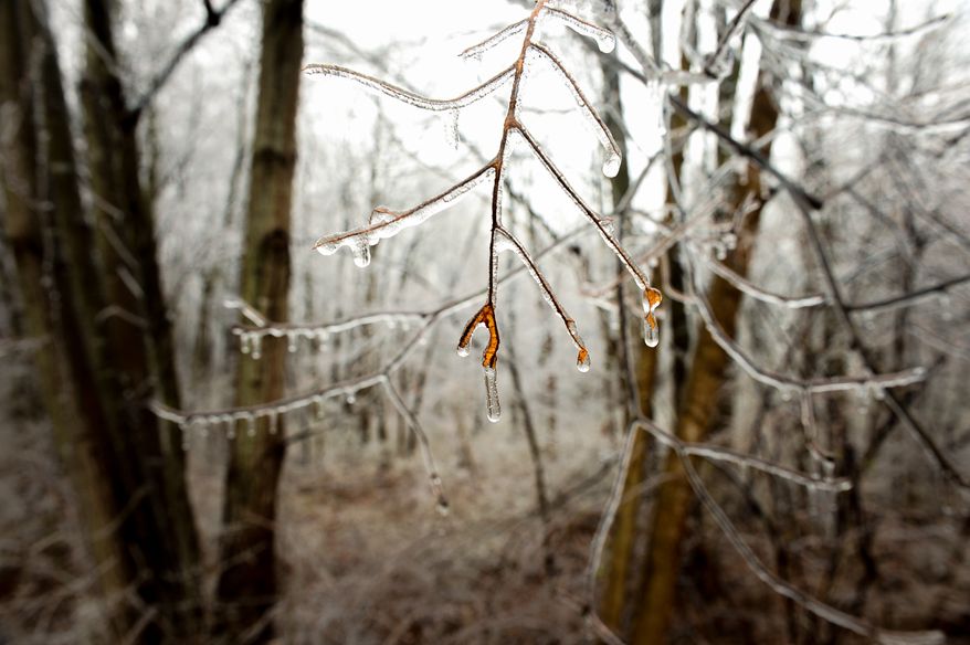Ice forms on tree branches and grass as freezing rain falls, Dayton, Md., Wednesday, February 5, 2014. (Andrew Harnik/The Washington Times)