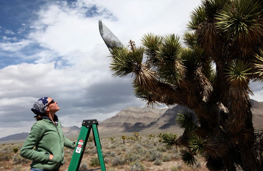 Field assistant Candace Fallon introduces Yucca moths to blooms on Joshua trees in the Mojave Desert during research on April 7, 2011. A century from now, the Mojave Desert's iconic plant could be pushing its way into new territory or teetering on the brink of extinction. This spring, a pair of researchers will go looking for clues to the Joshua tree's fate in a lonesome valley 140 miles north of Las Vegas. (AP Photo/Las Vegas Review-Journal, Jessica Ebelhar)