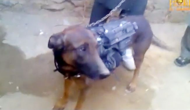 Taliban video shows captured dog allegedly belonging to the U.S. military.