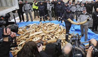 French Customs employees pose for reporters next to about 698 elephant tusks, before crushing them into dust, at the foot of the Eiffel Tower in Paris, Thursday Feb. 6, 2014. France is crushing more than 3 tons of illegal ivory in Europe&#39;s first destruction of a stockpile of the banned elephant tusks. Thursday&#39;s pulverization is intended to send a message to poachers and traffickers that preservationists hope will help stem the illicit trade that endangers the species&#39; survival. (AP Photo/Remy de la Mauviniere)