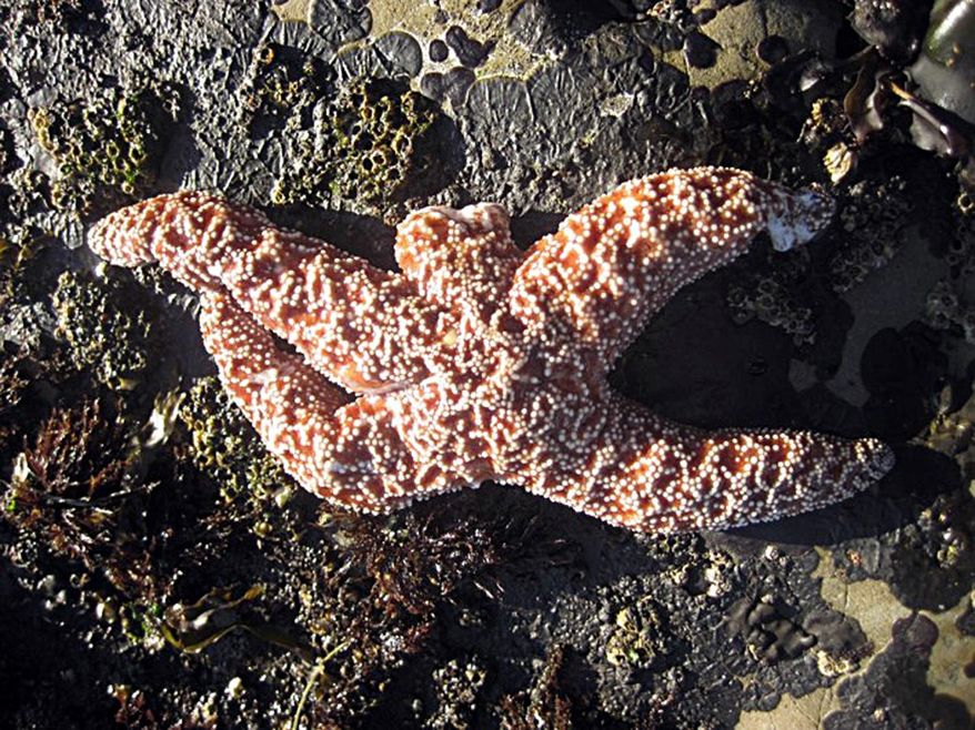 FILE - This undated file photo released by the Rocky Intertidal Lab at the University of California-Santa Cruz shows a starfish suffering from "sea star wasting disease" - it's missing one arm and has tissue damage to another. Marine scientists are finding a large number of dead starfish along the West Coast stricken with the disease that causes the creatures to lose their arms and disintegrate. The affliction causes white lesions to develop, which can spread and turn the animals into "goo," and has killed up to 95 percent of a particular species of sea star in some tide pool populations.  (AP Photo/Laura Anderson, Rocky Intertidal Lab UC Santa Cruz)
