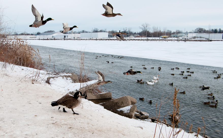 Ducks and geese take advantage of a thawed section of the Saginaw River near the east bank of Middlegrounds Island Thursday, Jan. 30, 2014.   Officials are working to track down two snowmobilers they say plowed through an area of open water on the Saginaw River, killing several ducks.   (AP Photo/The Bay City Times, Yfat Yossifor) LOCAL TV OUT; LOCAL INTERNET OUT