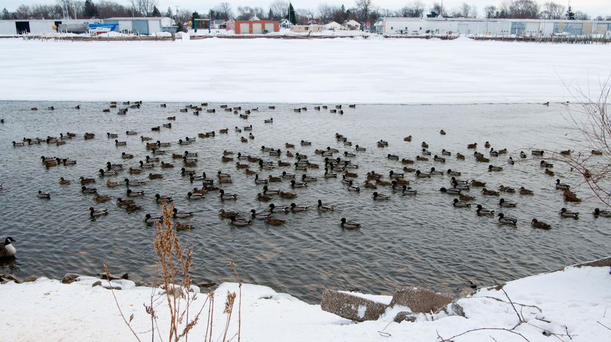 BC-MI--Saginaw River-Ducks Killed Ducks take advantage of a thawed section of the Saginaw River near the east bank of Middlegrounds Island Thursday, Jan. 30. The football field sized section of water could be a hazard for snowmobilers.   Officials are working to track down two snowmobilers they say plowed through an area of open water on the Saginaw River, killing several ducks.  (AP Photo/The Bay City Times, Yfat Yossifor) LOCAL TV OUT; LOCAL INTERNET OUT