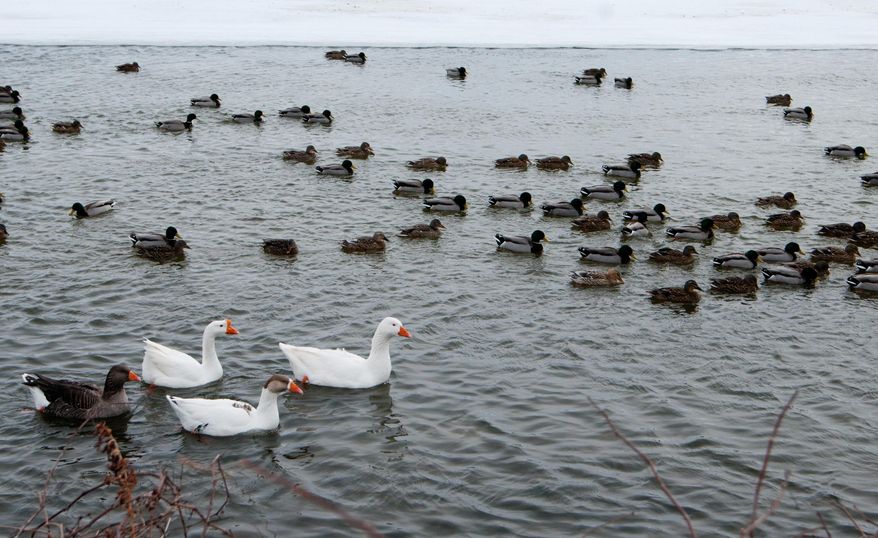 Ducks and geese swim in a thawed section of the Saginaw River near the east bank of Middlegrounds Island Thursday, Jan. 30, 2014. Officials are working to track down two snowmobilers they say plowed through an area of open water on the Saginaw River, killing several ducks. (AP Photo/The Bay City Times, Yfat Yossifor ) LOCAL TV OUT; LOCAL INTERNET OUT