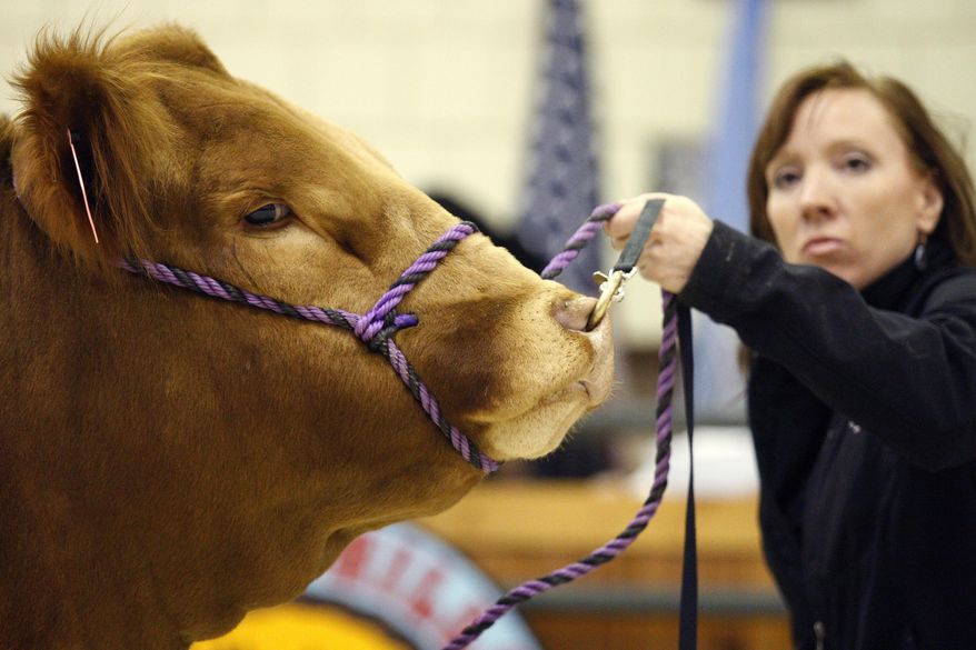 In this Friday, Feb. 7, 2014 photo, Julie Montagne, of Elk Point, S.D., shows her limousin bull during the limousin auction at the Black Hills Stock Show & Rodeo in Rapid City, S.D. Frigid temperatures didn't cool the bidding during livestock sales. Consigners from Oklahoma, Wisconsin, Montana, Nebraska, Wyoming, North Dakota and South Dakota brought cattle that attracted the attention of buyers from 13 states during the 10 purebred cattle sales held during the show, which ended its 10-day run on Sunday, Feb. 9. (AP Photo/Rapid City Journal, Benjamin Brayfield)