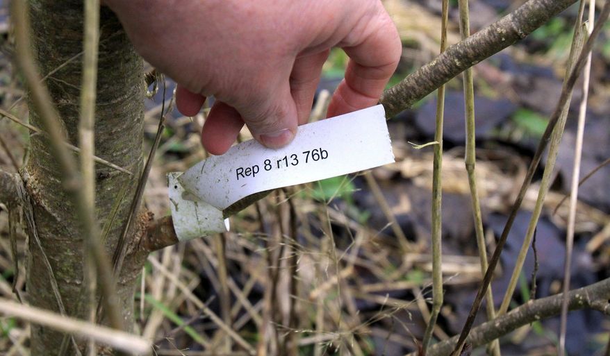 A tag is seen on a genetically modified poplar in Washington on Jan. 13, 2014.. Under USDA regulations, every genetically engineered tree is tagged and its GPS coordinates noted. (AP Photo/The Seattle Times, Greg Gilbert) OUTS: SEATTLE OUT, USA TODAY OUT, MAGAZINES OUT, TELEVISION OUT, NO SALES. MANDATORY CREDIT TO: GREG GILBERT/THE SEATTLE TIMES.