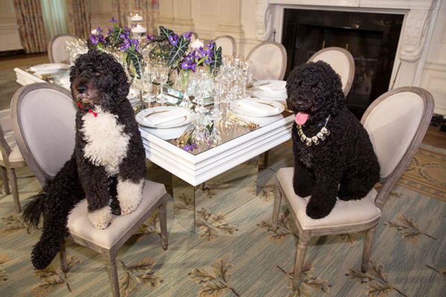 Bo and Sunny Obama were decked out early for Tuesday night's State Dinner.
Twitter@Flotus