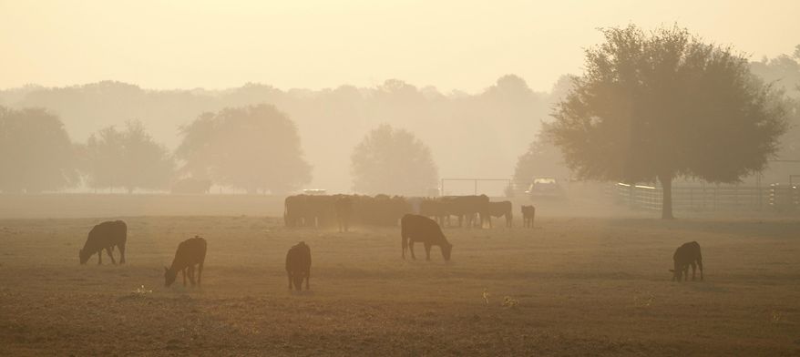 File - In this Sept. 7, 2011 file photo, smoke from a wildfire hangs over a field of cattle in Bastrop, Texas. Forestry officials say this year's wildfire threat will be highest in only some parts of Texas but even that danger isn't close to what happened three years ago when blazes burned more than 2,700 homes and blackening about 6,200 square miles (AP Photo/Eric Gay, File)