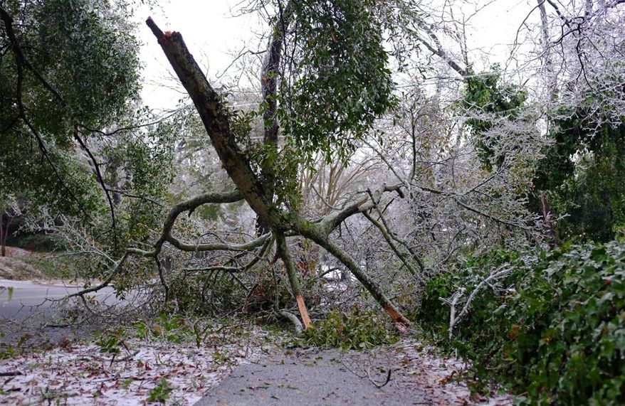 Heavy ice brings down pine trees in downtown Augusta, Ga., during a winter storm on Wednesday, Feb. 12, 2014. Across the South, winter-weary residents woke up Wednesday to a region encased in ice, snow and freezing rain, with forecasters warning that the worst of the potentially "catastrophic" storm is yet to come. (AP Photo/The Augusta Chronicle, Jon-Michael Sullivan)