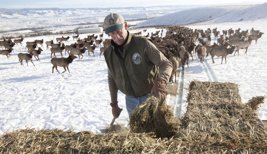 Craig Schnebly feeds hay to elk in Joe Watt Canyon on the L.T. Murray Wildlife Area south of Thorp, Wash. Tuesday, Feb. 11, 2014. Elk feeding started at Joe Watt and nearby Robinson Canyon Feb. 1, the latest feeding has started for elk since he's been doing it for the last 27 years, says Schnebly, who works for the Washington state Department of Fish and Wildlife. Elk are reluctant to come to the feeding area during years of low snowfall such as has occurred this year, says Schnebly. The elk are fed to discourage them from migrating to nearby Timothy hay stacks and hayfields and damaging those areas. (AP Photo/Yakima Herald-Republic, Gordon King)