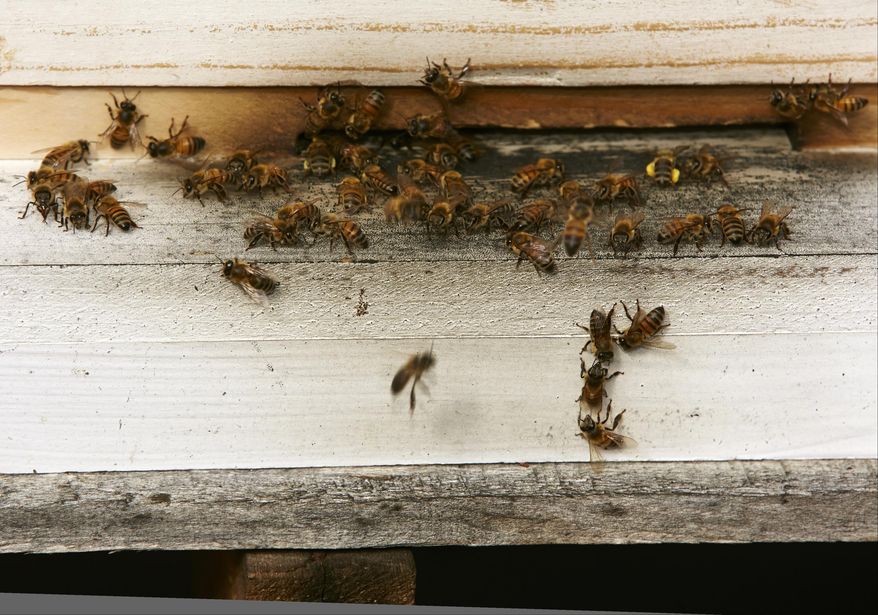 In this photo taken Friday, Jan. 31, 2014, feral bees feed from their hive on the roof of a home in Los Angeles. The Los Angeles City Council will vote Wednesday, Feb. 12, 2014 whether to begin the process of granting urban bees legal residency in residential areas after a lengthy lobbying effort from bee lovers of all stripes. The vote comes against the backdrop of colony collapse disorder, a worrisome die-off of honeybees that has captured the attention of environmentalists and farmers worldwide. (AP Photo/Damian Dovarganes)