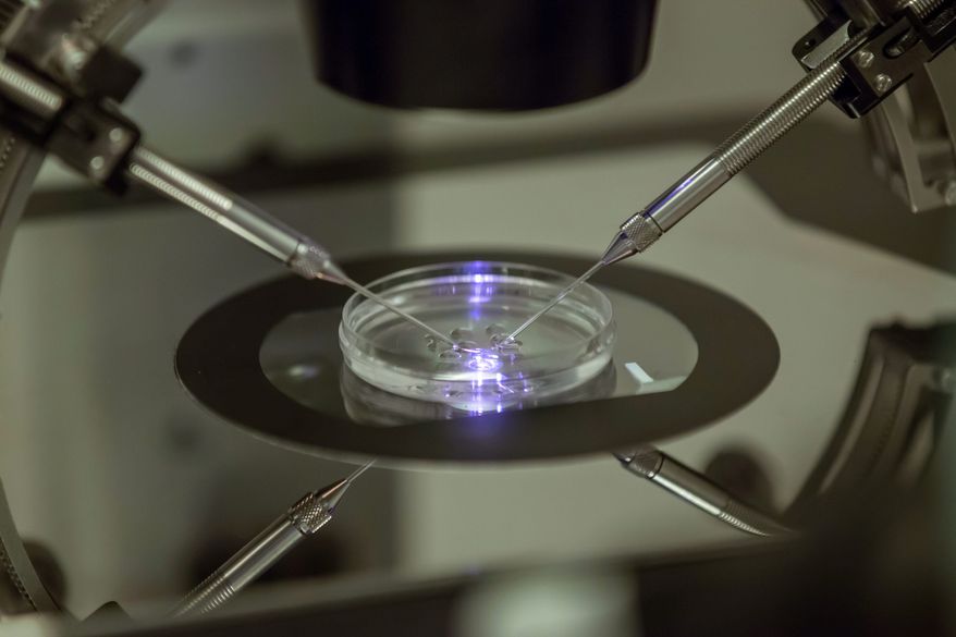 An embryologist works on a petri dish at the Create Health fertility clinic in south London on Aug. 14, 2013. The number of American babies conceived with the help of in-vetro fertilization hit a record high in 2012. (Associated Press)