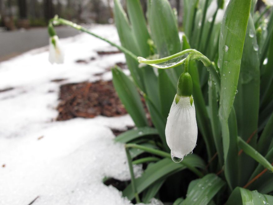 A drop of rain clings to the blossom of a snowdrop in Wake Forest, N.C., on Saturday, Feb. 15, 2014. Two days after a winter storm paralyzed much of the South, the region resumed its limp toward spring. (AP Photo/Allen G. Breed)