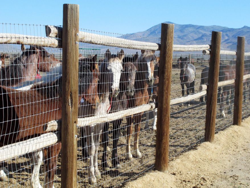 File - In this June 5, 2013, file photo, horses stand behind a fence at the Bureau of Land Management's Palomino Valley holding facility in Palomino Valley, Nev. The government spent less than 1 percent of its wild horse management budget on contraception programs and more than 60 percent on horse holding facilities last fiscal year despite a pledge to step up use of fertility control as an alternative to controversial roundups of overpopulated mustang herds on U.S. rangelands, agency records show. (AP Photo/Scott Sonner, File)