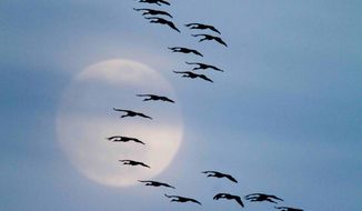 FILE -  In this Friday, March 18, 2011 photo, Sandhill cranes fly in formation in front a nearly full moon near Alda, Neb. The cranes have begun to arrive to the Platte River basin on their annual migration north to Canada, Alaska and Siberia. (AP Photo/Nati Harnik)