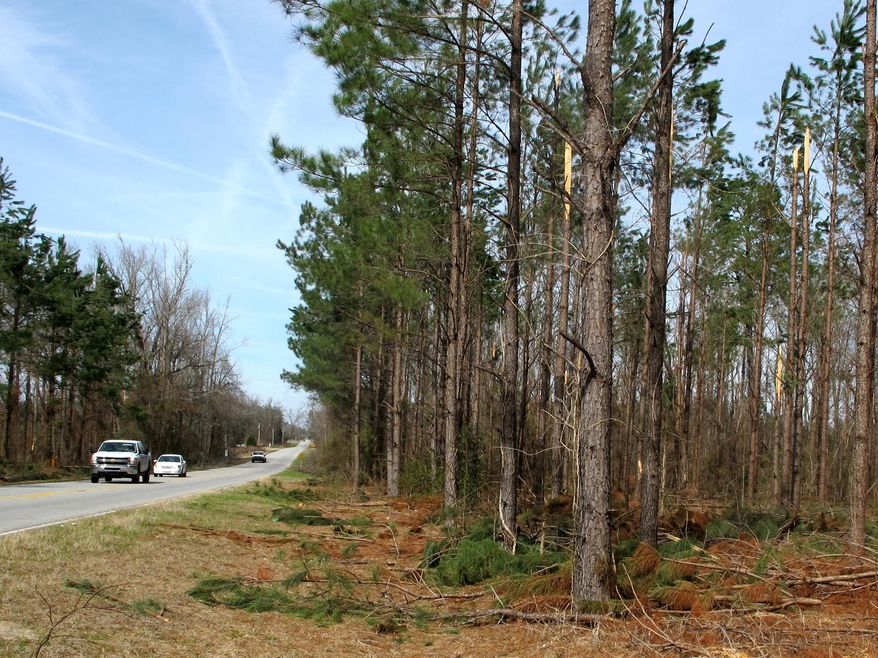 A stand of trees damaged in the worst ice storm in South Carolina in a decade is seen near Smoaks, S.C., on Wednesday, Feb. 19, 2014. Officials estimate the storm damage could rival the nearly $100 million in timber damage caused by a storm in 2004. (AP Photo/Bruce Smith)