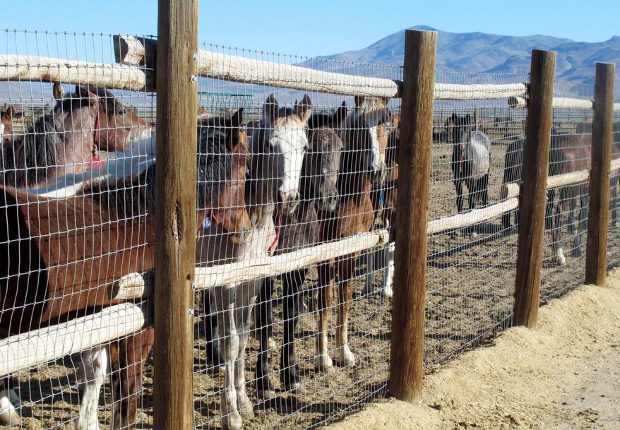 FILE - In this June 5, 2013, file photo, horses stand behind a fence at the Bureau of Land Management's Palomino Valley holding facility in Palomino Valley, Nev. The head of the government's $70 million wild horse management program warned last summer it is headed for financial collapse unless ``drastic changes'' are made. Lingering drought, a record 49,000 mustangs in long- and short-term holding, and an on-range population that doubles every four years and is projected to exceed 60,000 in 2015, threaten the program's future. (AP Photo/Scott Sonner, File)