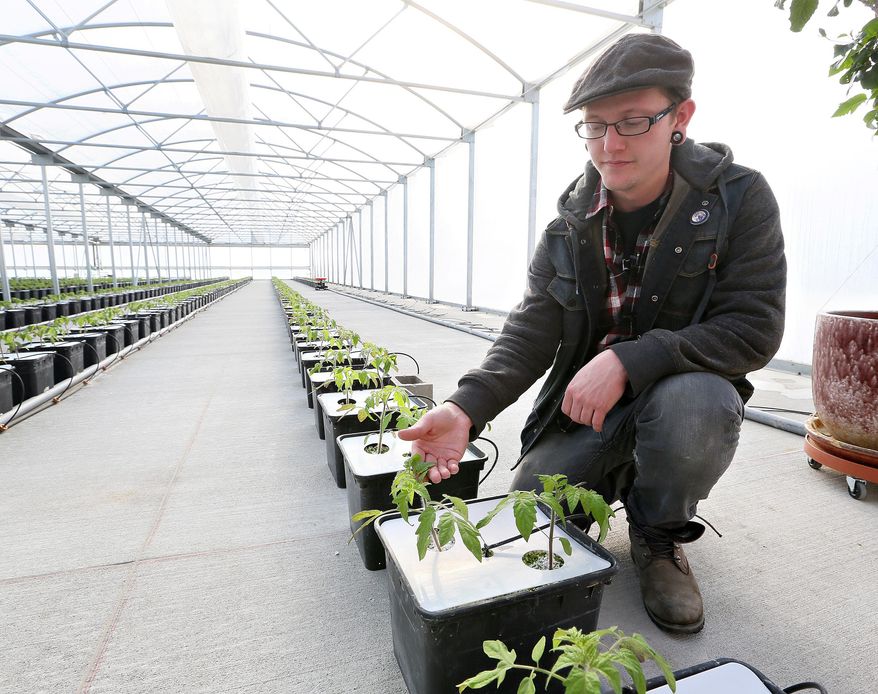 Cody Garwood, of Cardinal Farms shows hydroponically grown tomato plants inside the greenhouse at Cardinal Farms in Dakota City, Neb. on Friday, Feb. 7, 2014. The greenhouse contains a network of pipes and tubes running nutrient-rich water into pots of tomatoes and cucumbers lined up in neat rows. If you're going to have tomatoes ready to harvest by May 1, you've got to get them growing in January. (AP Photo/The Sioux City Journal, Dawn J. Sagert)