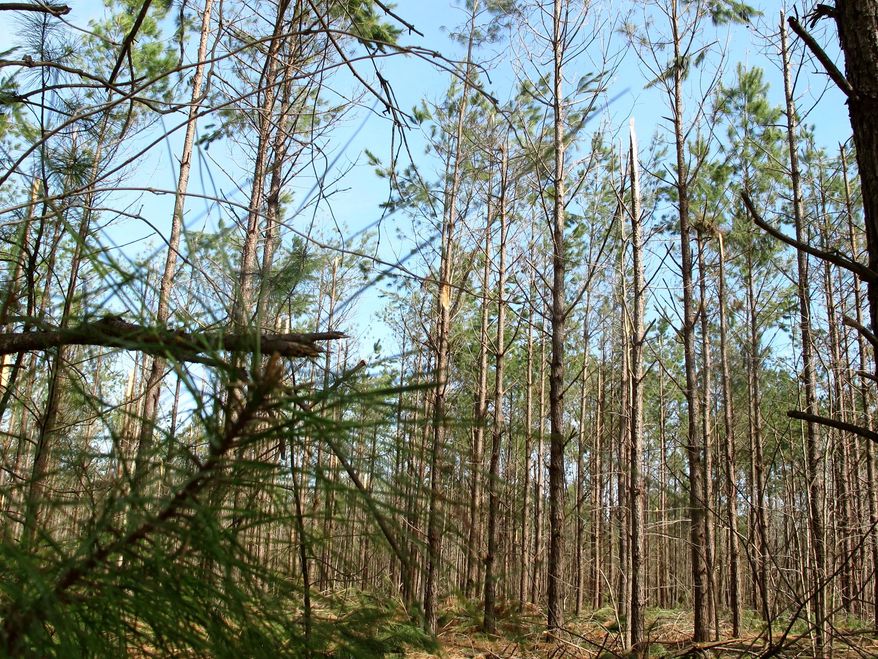 A stand of trees damaged in the worst ice storm in South Carolina in a decade is seen near Smoaks, S.C., on Wednesday, Feb. 19, 2014. Officials estimate the storm damage could rival the nearly $100 million in timber damage caused by a storm in 2004. (AP Photo/Bruce Smith)